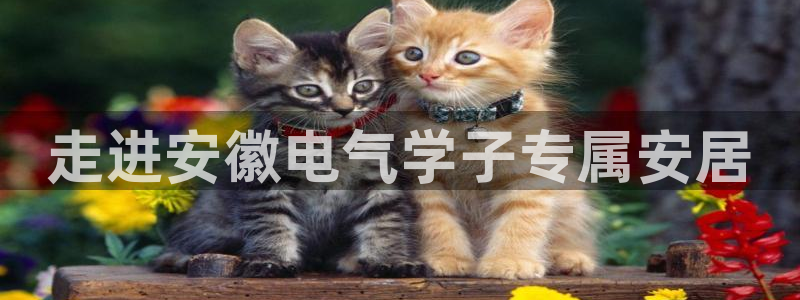 凯发娱乐官方网站